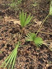 Serenoa repens