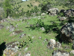 Asclepias cordifolia