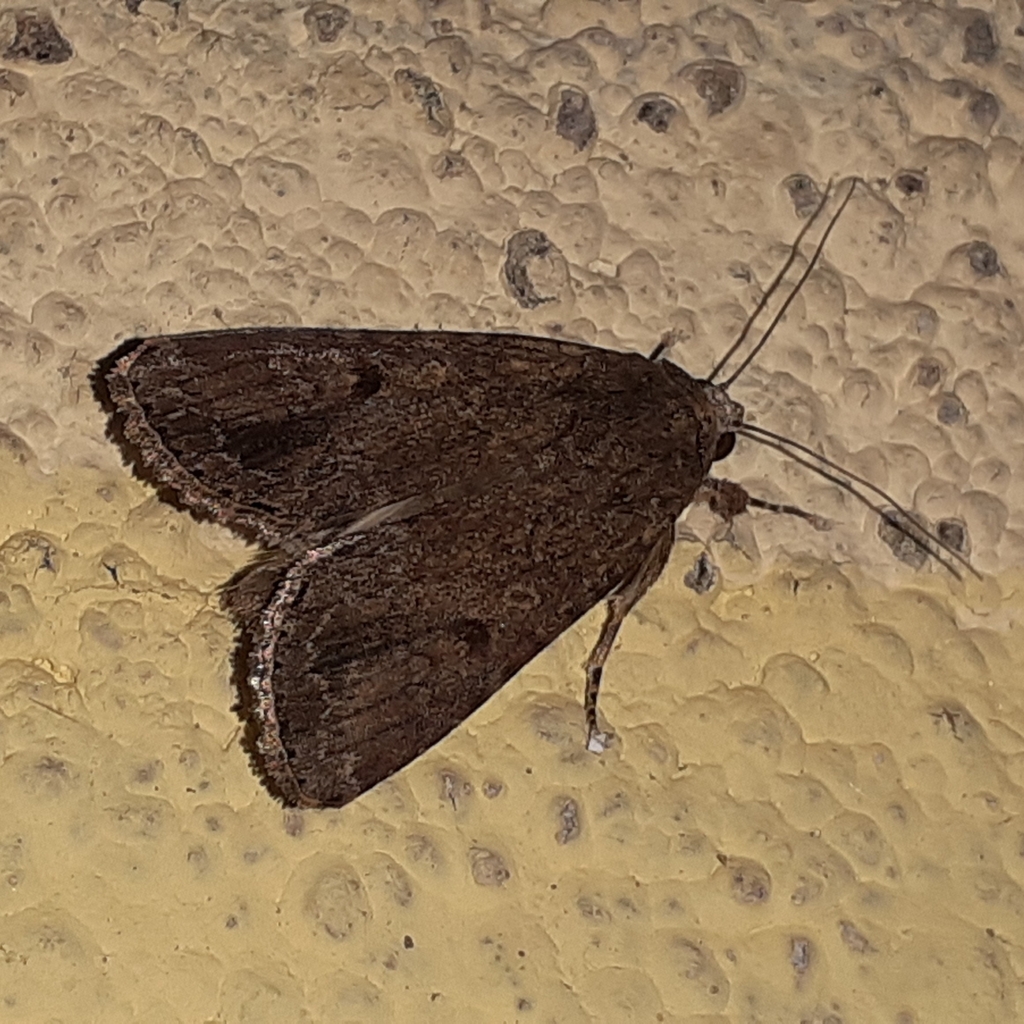Armyworm Moths from Mumbai Veterinary College, Goregaon on September 27, 2023 at 0727 AM by