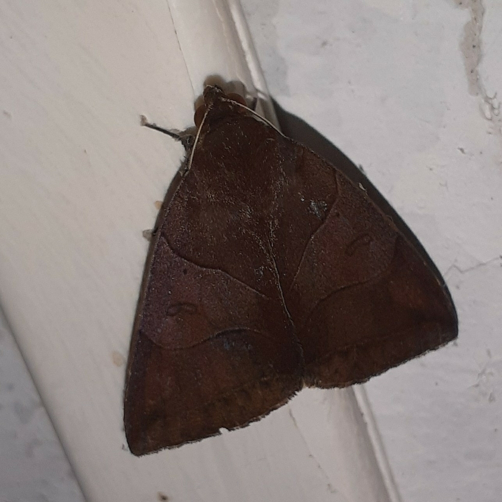 Artena submira from Mumbai Veterinary College, Goregaon on September 27, 2023 at 0756 AM by