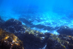 Sillaginodes punctatus