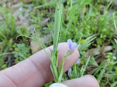 Lathyrus pusillus