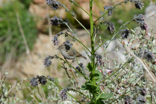 Mosquitero Sencillo (Phylloscopus neglectus)