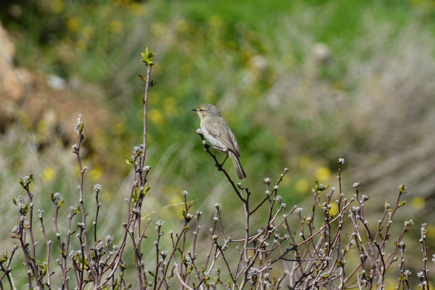 Plain Leaf Warbler