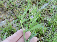 Lathyrus pusillus