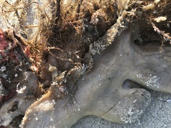 Aplidium stellatum