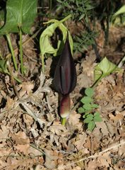 Arum elongatum
