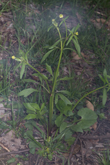 Ranunculus abortivus
