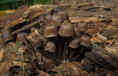 Mycena stipata