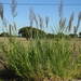 Arundo micrantha - Photo (c) Duarte Frade, some rights reserved (CC BY), uploaded by Duarte Frade