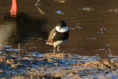 Erythrogonys cinctus