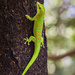 Phelsuma grandis - Photo (c) MadeleinWolf,  זכויות יוצרים חלקיות (CC BY-NC), הועלה על ידי MadeleinWolf