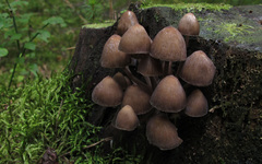 Mycena stipata