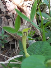 Aristolochia lutea