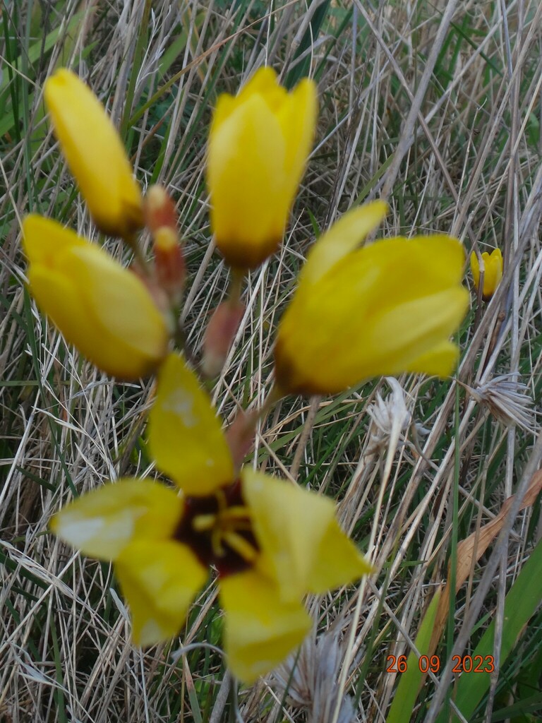 African corn lily from Bannockburn VIC 3331, Australia on September 26