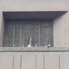 Columba livia domestica