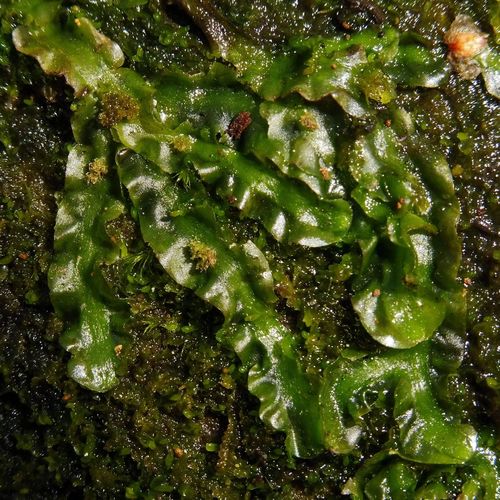 Pallavicinia lyellii