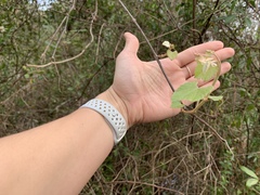 Magnoliopsida