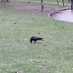Corvus corone