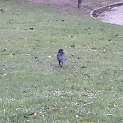 Corvus corone