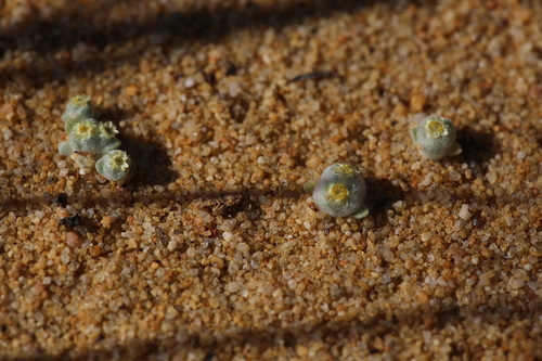 Image of Actinobole uliginosum by (c) Hugo Innes, some rights reserved (CC BY)