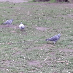 Columba livia domestica