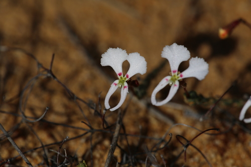 Image of Stylidium choreanthum by (c) Hugo Innes, some rights reserved (CC BY)
