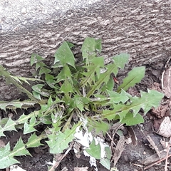 Taraxacum officinale