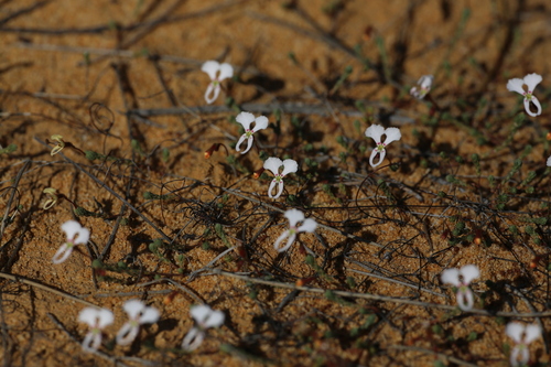 Image of Stylidium choreanthum by (c) Hugo Innes, some rights reserved (CC BY)