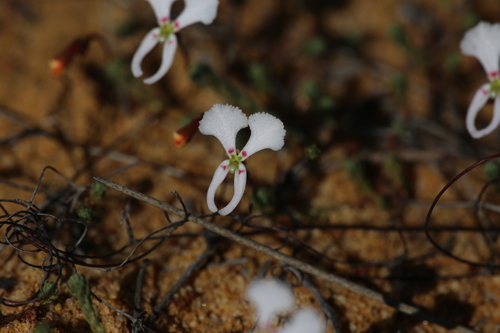 Image of Stylidium choreanthum by (c) Hugo Innes, some rights reserved (CC BY)