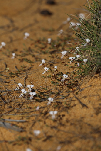 Image of Stylidium choreanthum by (c) Hugo Innes, some rights reserved (CC BY)