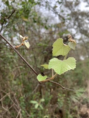 Magnoliopsida
