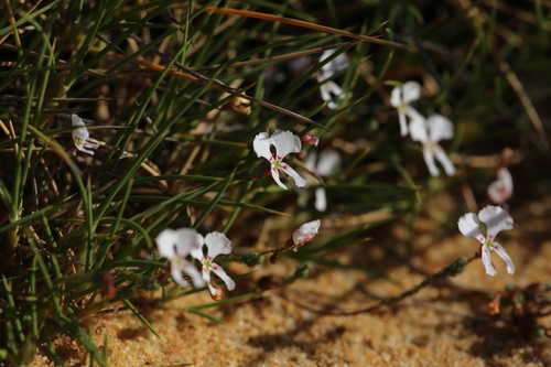 Image of Stylidium choreanthum by (c) Hugo Innes, some rights reserved (CC BY)