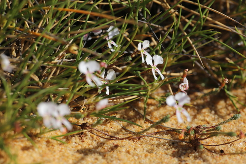 Image of Stylidium choreanthum by (c) Hugo Innes, some rights reserved (CC BY)