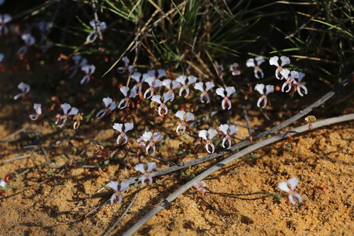 Image of Stylidium choreanthum by (c) Hugo Innes, some rights reserved (CC BY)