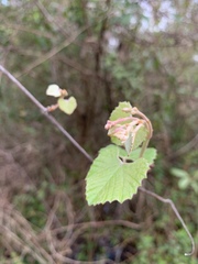 Magnoliopsida