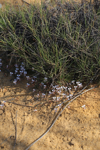 Image of Stylidium choreanthum by (c) Hugo Innes, some rights reserved (CC BY)
