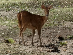Rusa timorensis