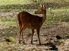 Rusa timorensis