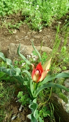 Tulipa agenensis