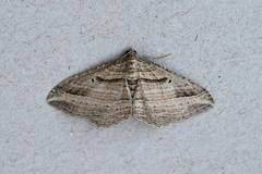 Costaconvexa polygrammata