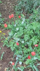 Tulipa agenensis