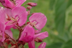 Pseudarthria hookeri hookeri