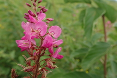 Pseudarthria hookeri hookeri