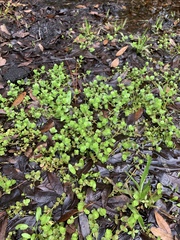 Magnoliopsida