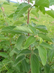 Pseudarthria hookeri hookeri