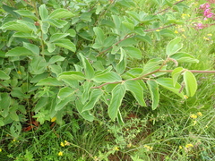 Pseudarthria hookeri hookeri