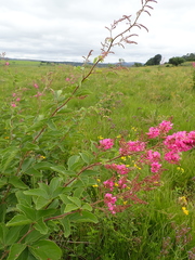 Pseudarthria hookeri hookeri