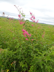 Pseudarthria hookeri hookeri