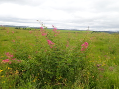 Pseudarthria hookeri hookeri